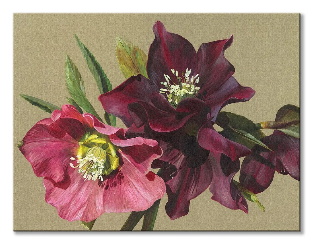 nightshade-hellebore-obraz-na-plotnie-80x60-cm