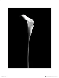 calla-single-plakat-premium-40x50-cm