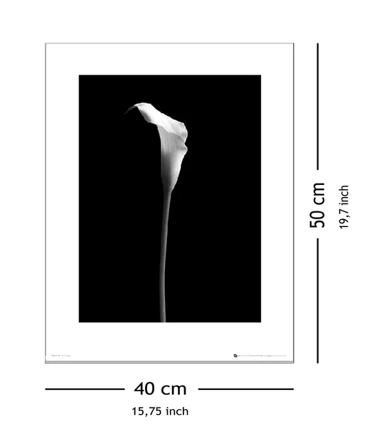 calla-single-plakat-premium-40x50-cm-stan-nowy