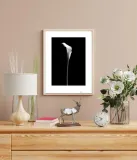 calla-single-plakat-premium-40x50-cm-stan-nowy