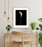 calla-single-plakat-premium-40x50-cm-stan-nowy