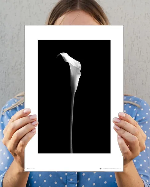 calla-single-plakat-premium-40x50-cm-stan-nowy