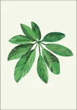 lisc-vii-plakat-40x60-cm