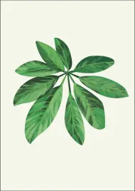 lisc-vii-plakat-40x60-cm