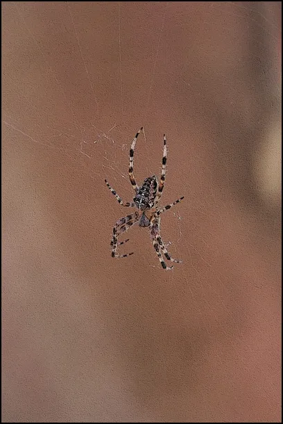 spider-cross-plakat-60x80-cm