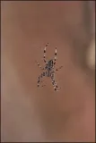 spider-cross-plakat-60x80-cm