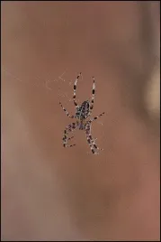 spider-cross-plakat-60x80-cm