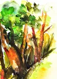 las-akwarela-oryginalna
