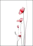 maki-plakat-40x60-cm