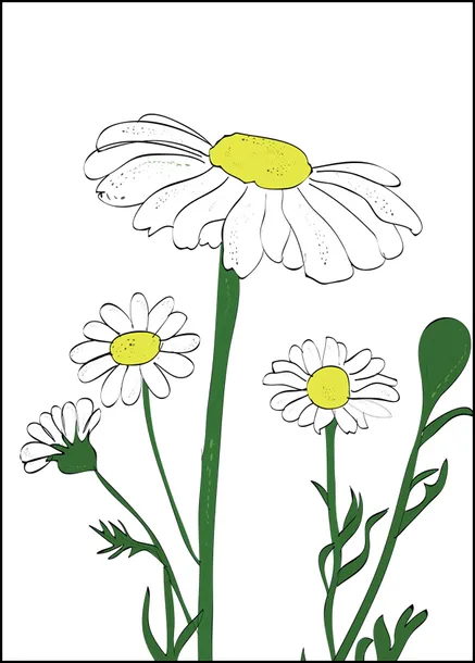 rumianek-plakat-50x70-cm