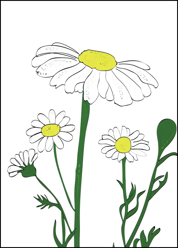 rumianek-plakat-50x70-cm-stan-nowy