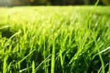 target-polyversum-wp-5g-choroby-trawnika-owocow-stan-nowy