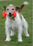 clix-dumbbell-aport-sredni