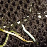 wacool-rainforest-plant-cotton-m-hydrolon