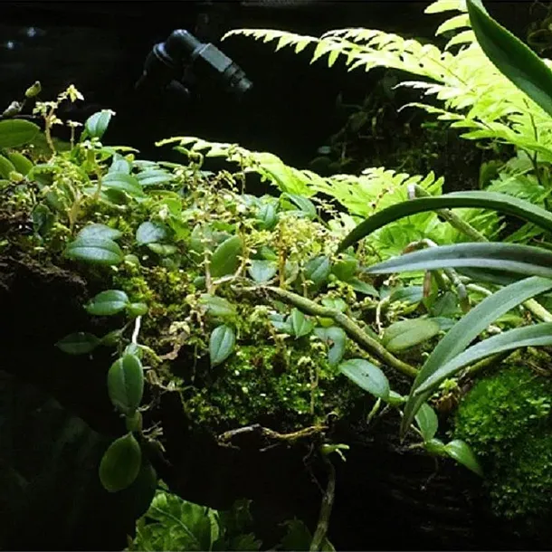 wacool-rainforest-plant-cotton-m-hydrolon