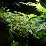 wacool-rainforest-plant-cotton-m-hydrolon