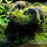 wacool-rainforest-plant-cotton-m-hydrolon