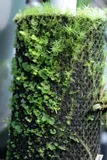 wacool-rainforest-plant-cotton-m-hydrolon