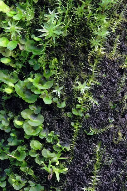 wacool-rainforest-plant-cotton-m-hydrolon
