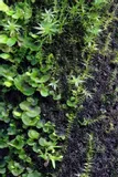 wacool-rainforest-plant-cotton-m-hydrolon