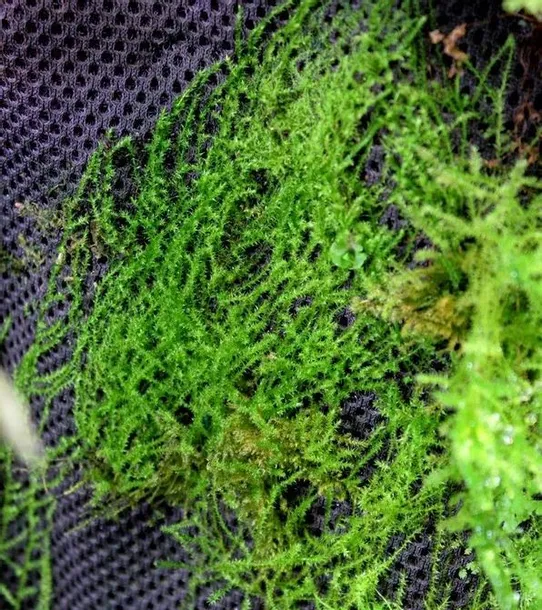 wacool-rainforest-plant-cotton-m-hydrolon
