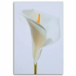 obraz-na-plotnie-biala-kalia-60x90