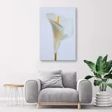 obraz-na-plotnie-biala-kalia-60x90-stan-nowy