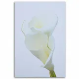 obraz-na-plotnie-biale-kalie-80x120