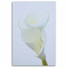 obraz-na-plotnie-biale-kalie-80x120