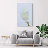 obraz-na-plotnie-biale-kalie-80x120-stan-nowy