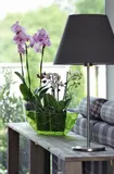 doniczka-do-storczykow-orchidei-coubi-transparent-kolor-przezroczysty