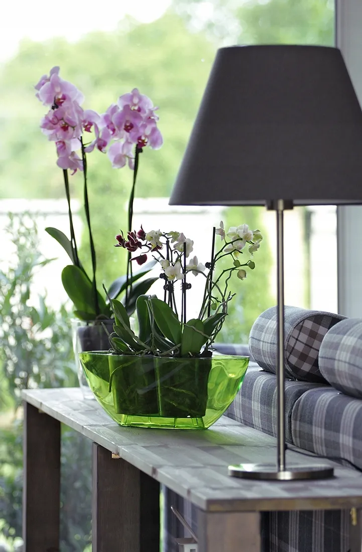 doniczka-do-storczykow-orchidei-coubi-transparent