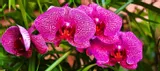 orchid-start-odzywka-do-storczykow-2w1-compo-30ml-forma-plyn