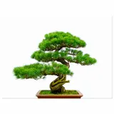 obraz-drukowany-bonsai-40x30