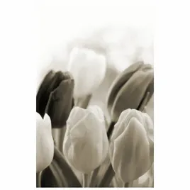 fotoroleta-tulipany-95x150