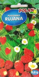 poziomka-polan