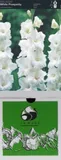 mieczyk-white-prosperity-5-szt