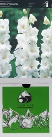 mieczyk-white-prosperity-5-szt