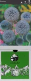 echinops-ritro-1-szt