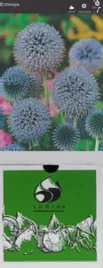 echinops-ritro-1-szt