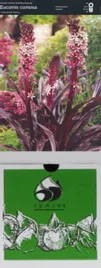 eucomis-comosa-1-szt