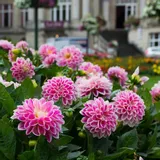 dalia-niska-melody-dixie-1-szt