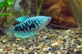 gurami-murmurowe-4-cm