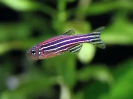 danio-malabarskie