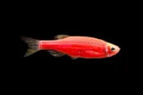 danio-rozowe