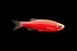 danio-rozowe