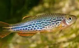 danio-lamparcie-pregowane-mix