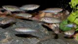 danio-kyathit