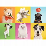 puzzle-trefl-500-37378-psy