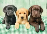 clementoni-puzzle-trzy-labradory-1000-elementow-39279-stan-nowy